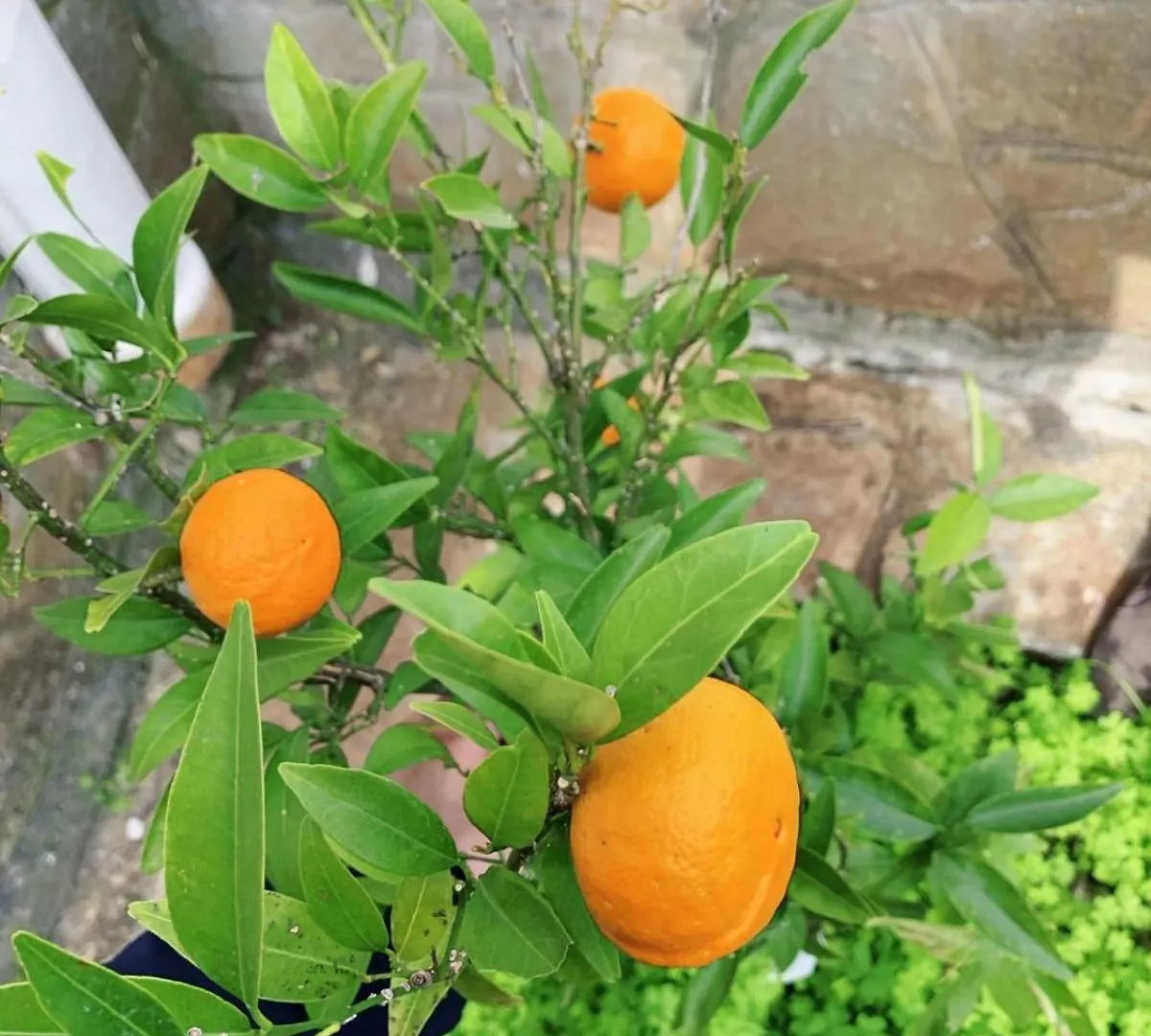 Holiday home Camelia Elegant Cottage With Orchard & View Elani Greece